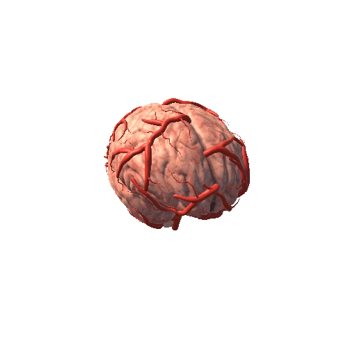 Brain Arteries HD